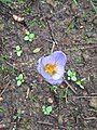 Crocus cancellatus