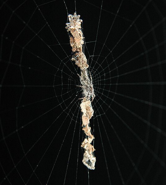 File:Cyclosa oculata.JPG