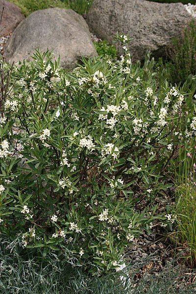 File:Daphne-caucasica-habitus.jpg