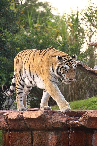 File:Disney-Animal-Kingdom-Tiger-8221.jpg