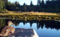 Duck chillaxin' at Beaver Lake in Stanley Park