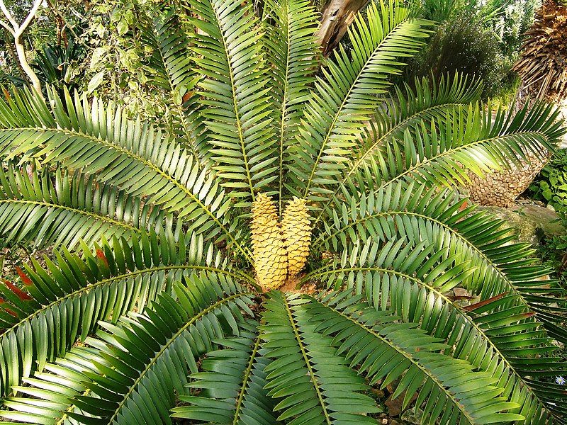 File:Encephalartos lebomboensis RBGK.JPG