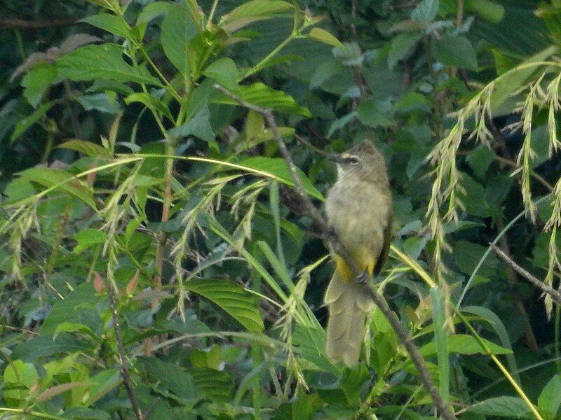 File:Fl Bulbul DSCN3727.jpg