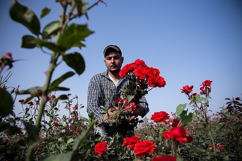 File:Flowers Harvest.jpg