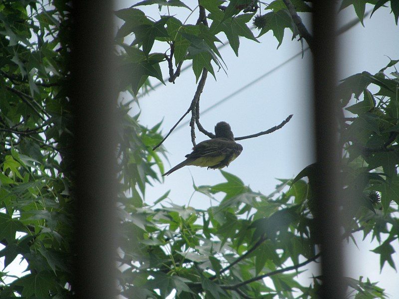 File:Flycatcher.jpg