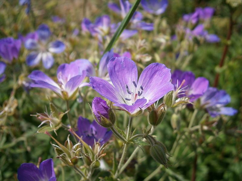 File:Geranium sylvaticum03.jpg