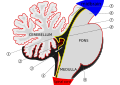 Scheme of roof of fourth ventricle. 1. Posterior medullary velum 2. Choroid plexus 3. Cisterna cerebellomedullaris of subarachnoid cavity 4. Central canal 5. Corpora quadrigemina 6. Cerebral peduncle 7. Anterior medullary velum 8. Ependymal lining of ventricle 9. Cisterna pontis of subarachnoid cavity (Arrow = Flow of cerebrospinal fluid (CSF) through foramen of Magendie)