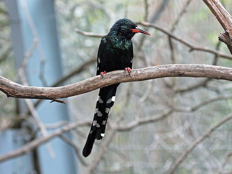 File:Green Woodhoopoe RWD7.jpg