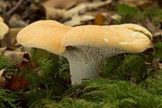 Hedgehog mushroom