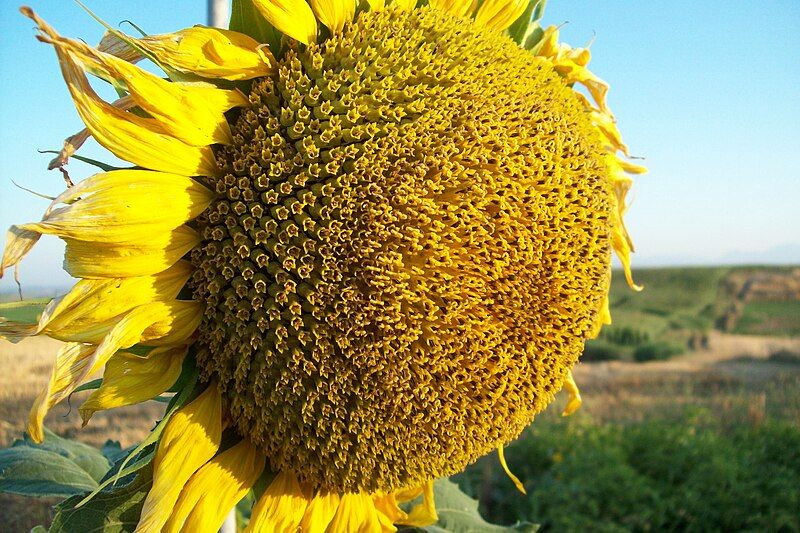 File:Helianthus annuus1.jpg