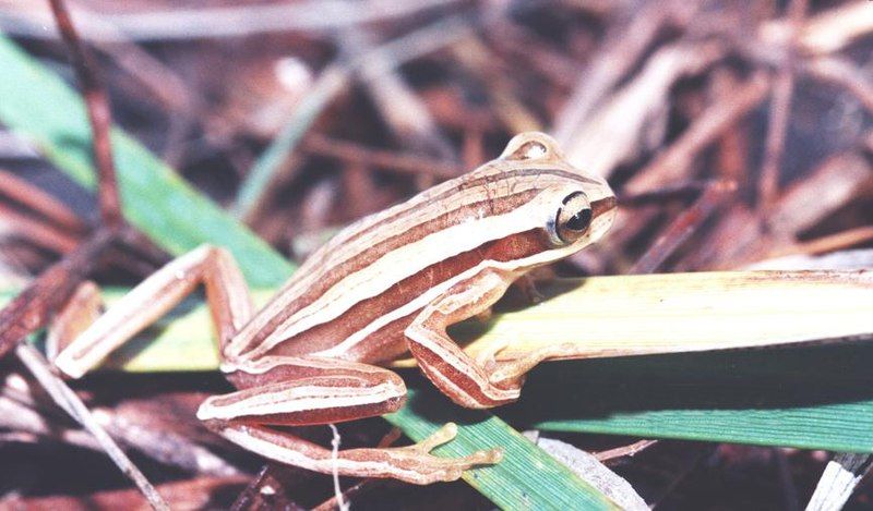 File:Hypsiboas polytaenius.jpg