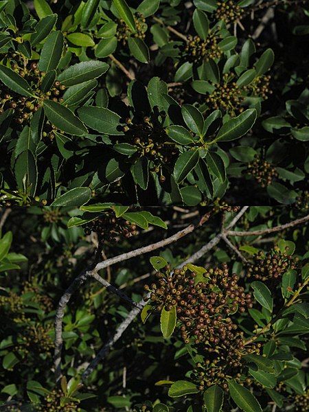 File:Ilex dumosa.jpg