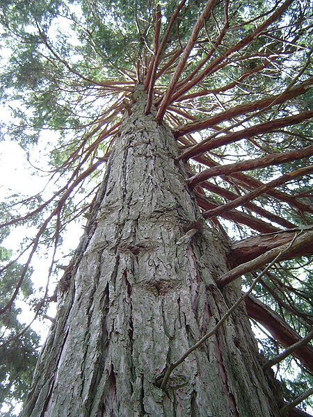 File:Incensecedar sanjacintomts.JPG