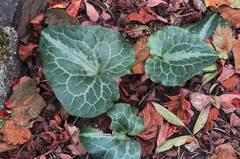 File:J20160825-0117—Asarum hartwegii—RPBG (29264882156).jpg