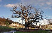 King Oak seen from the west