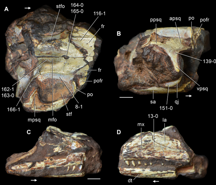 File:Kadimakara fossils.png