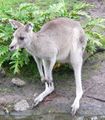 A kangaroo