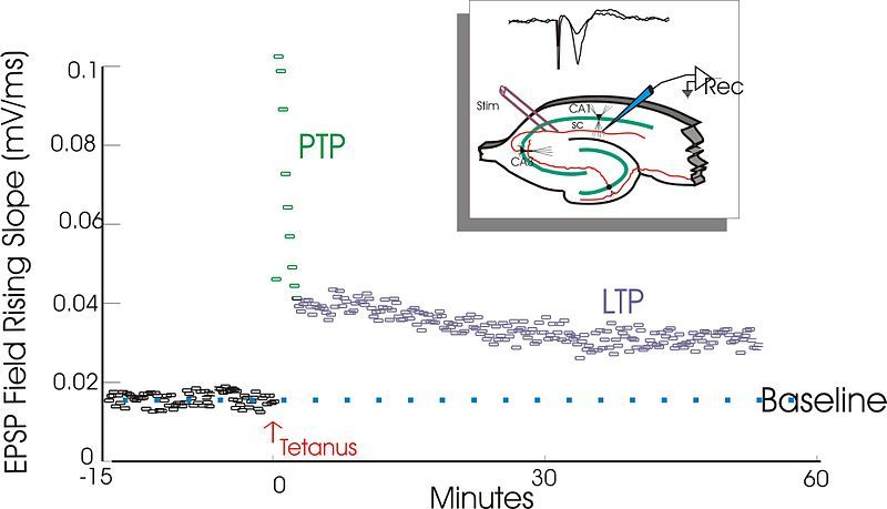 File:LTP exemplar.jpg