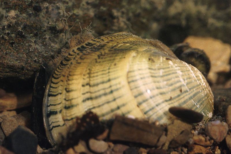 File:Lampsilis fasciola.jpg