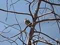 Lark Sparrow