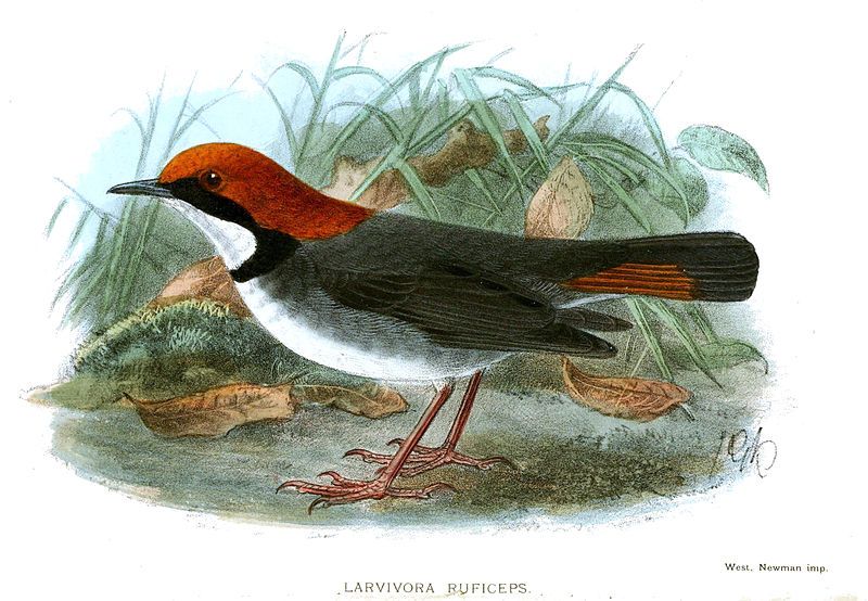 File:LarvivoraRuficepsKeulemans.jpg