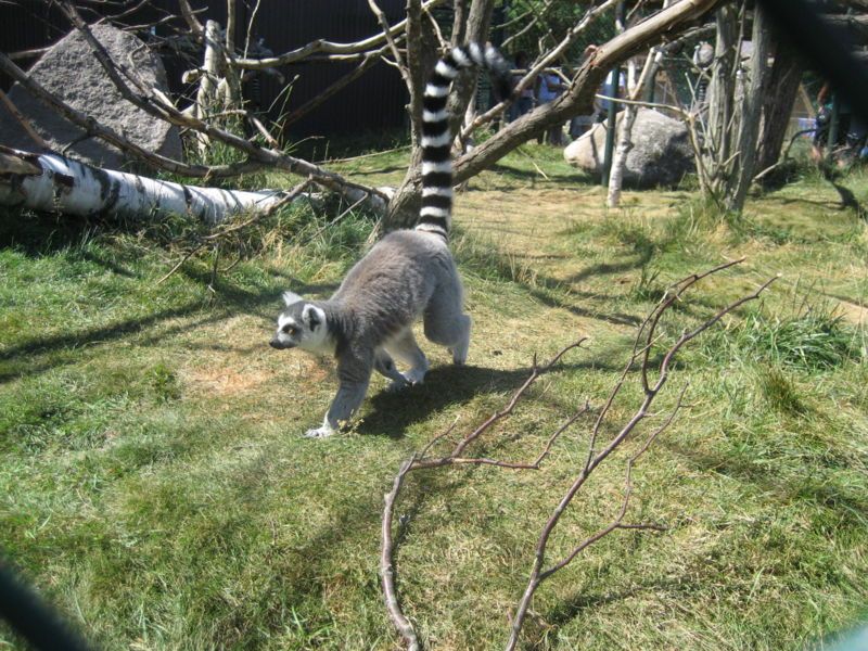 File:Lemur walking.jpg