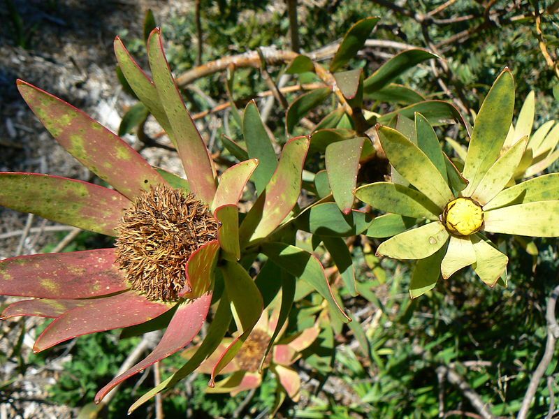 File:Leucadendron sessile-blossom-Kirstenbosch.jpg