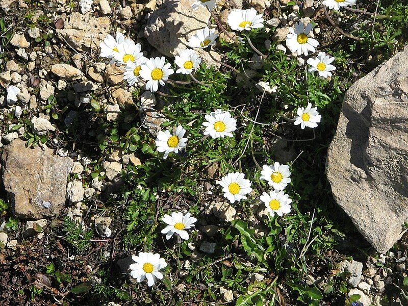 File:Leucanthemopsis alpina002.jpg