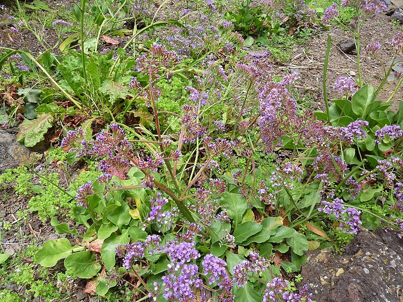 File:Limonium bourgeaui.jpg