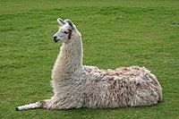 The Llama: Documenting Drama