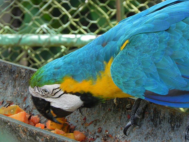 File:LoeflingZoo CiudadGuayana 01.JPG