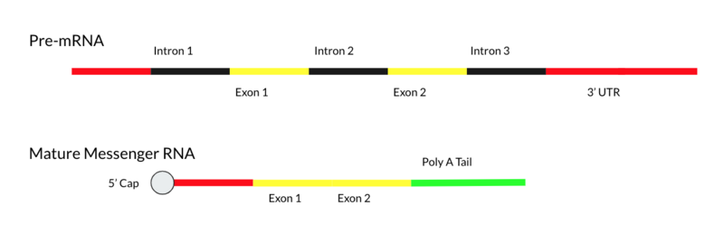 File:MRNA Maturation.png