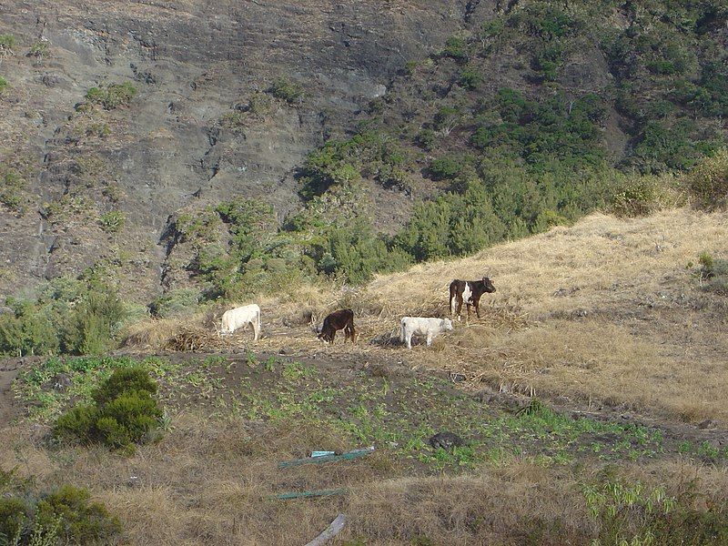 File:Mafate cattle dsc00644.jpg