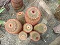 Mammillaria spinosissima