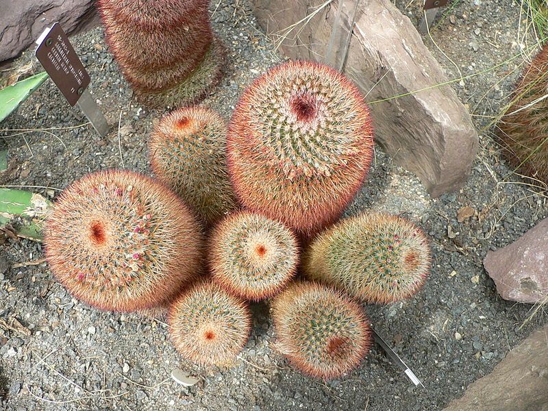 File:Mammillaria spinosissima1.jpg