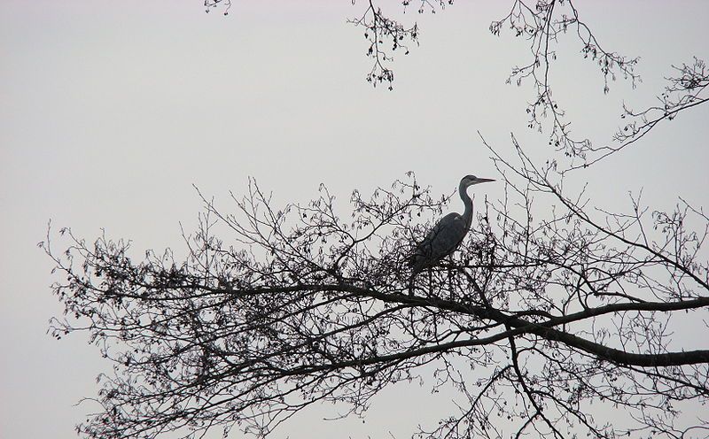 File:MeißendfTeich6.JPG