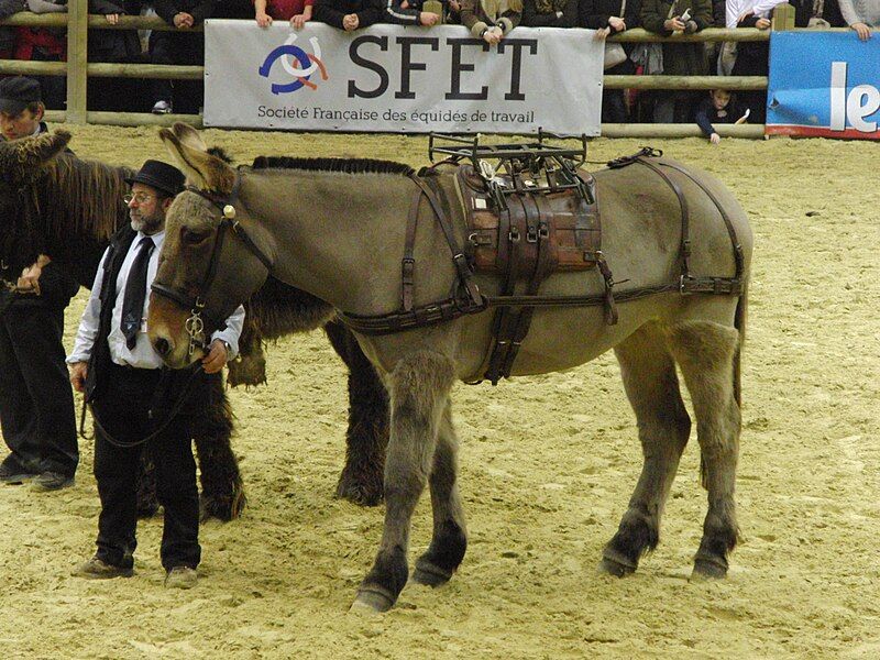 File:Mule-poitevine SDA2013.JPG