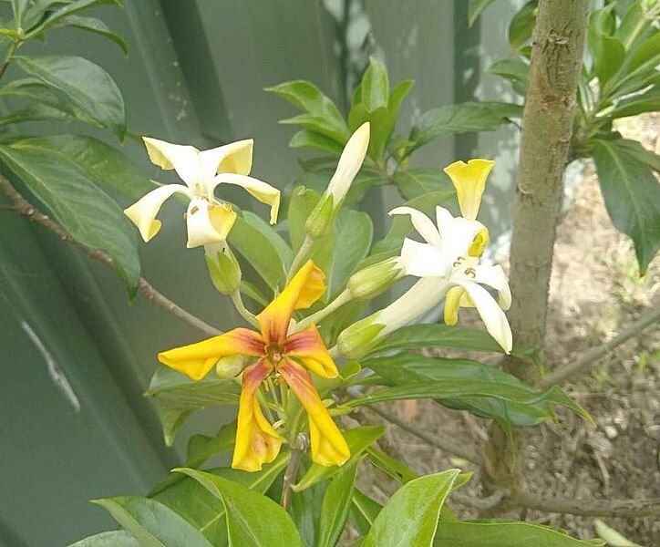 File:Native frangipani flowers.jpg