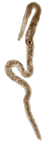 File:Nemertinoides elongatus.png