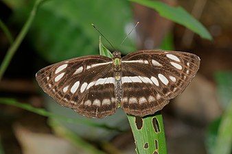 Dorsal view