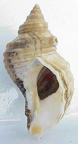 File:Neptunea lyrata shell.jpg