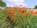 Coquelicot ("Red poppy" in French)