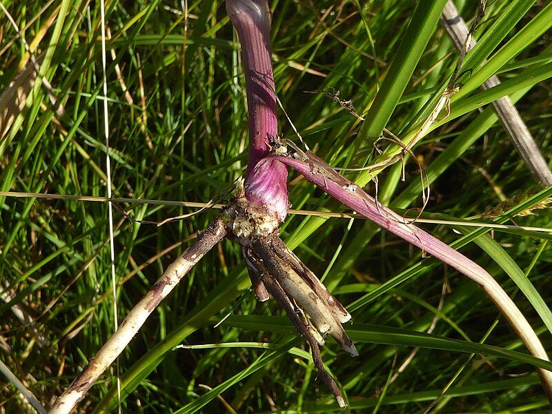 File:Oenanthe lachenalii roots.jpg