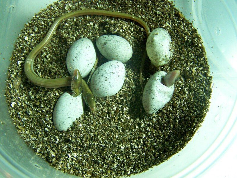 File:Ophisaurus ventralis hatching.jpg