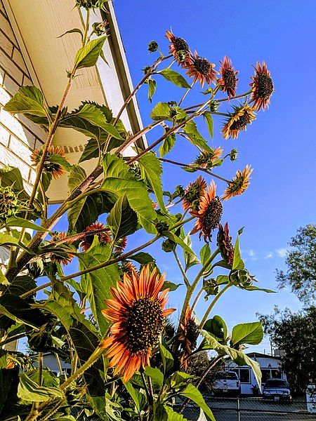 File:Orange girasoles.jpg