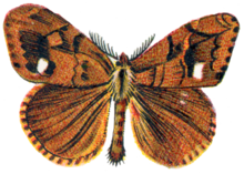 Illustrated adult male