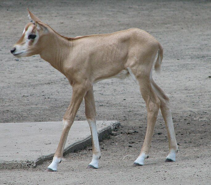 File:Oryx dammah 001.jpg