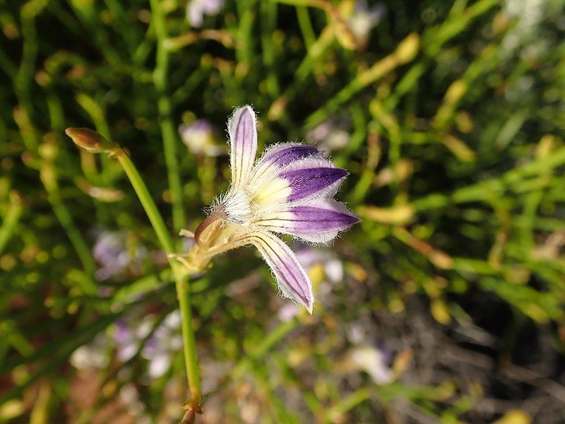 File:P9270102 Scaevola depauperata.jpg