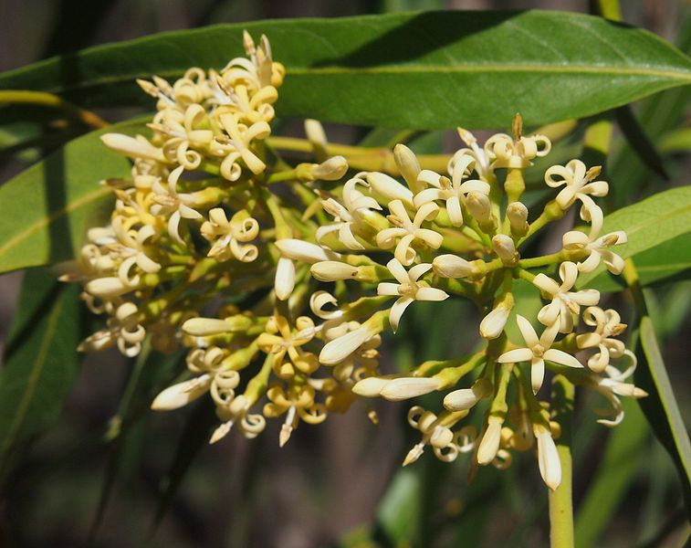 File:Parsonsia eucalyptophylla flowers.jpg