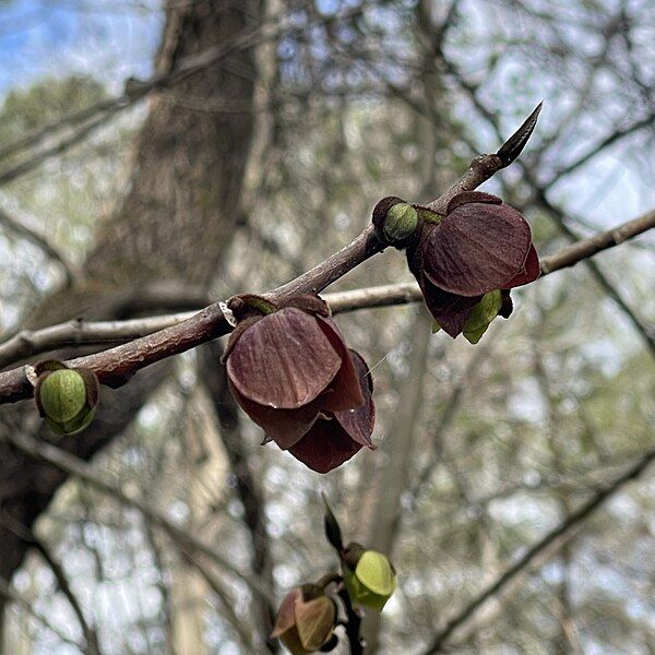 File:Pawpaw Flowers.jpg